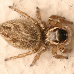 Maratus griseus at Ainslie, ACT - 10 Dec 2023