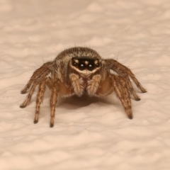 Maratus griseus at Ainslie, ACT - 10 Dec 2023