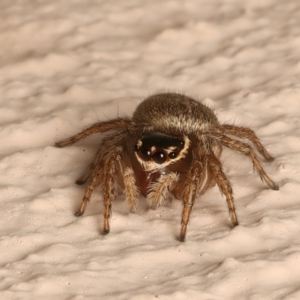 Maratus griseus at Ainslie, ACT - 10 Dec 2023 04:35 PM