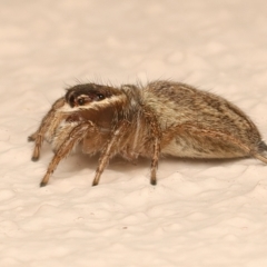 Maratus griseus at Ainslie, ACT - 10 Dec 2023