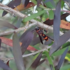 Leucospis sp. (genus) (Leucospid wasp) at Murrumbateman, NSW - 17 Dec 2023 by SimoneC
