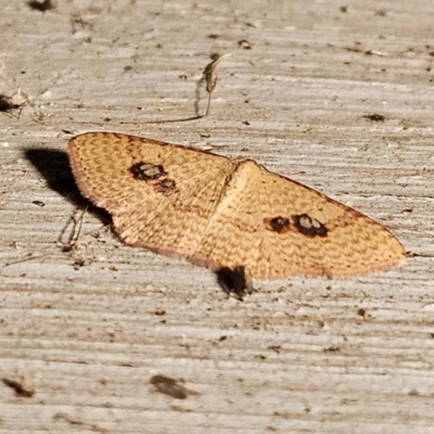 Epicyme rubropunctaria (Red-spotted Delicate) at Captains Flat, NSW - 17 Dec 2023 by Csteele4