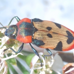 Castiarina mustelamajor at Black Mountain - 17 Dec 2023