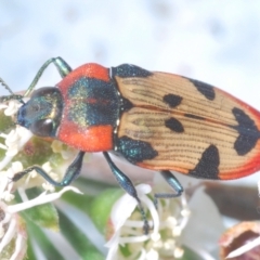 Castiarina mustelamajor (A jewel beetle) at Black Mountain - 17 Dec 2023 by Harrisi