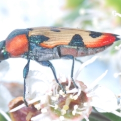 Castiarina mustelamajor at Black Mountain - 17 Dec 2023 11:45 PM