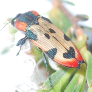 Castiarina mustelamajor at Black Mountain - 17 Dec 2023 11:45 PM