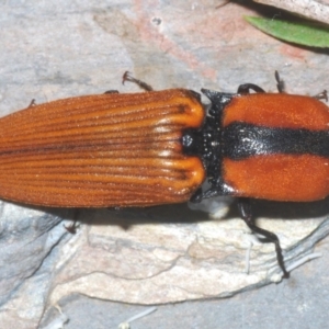 Ophidius elegans at Black Mountain - 17 Dec 2023