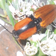 Ophidius elegans at Black Mountain - 17 Dec 2023 11:49 PM