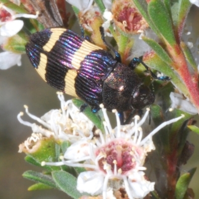 Castiarina vicina (Vicina jewel beetle) at Bywong, NSW - 16 Dec 2023 by Harrisi