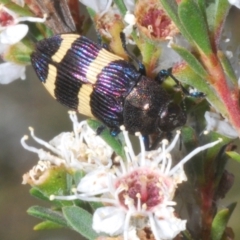 Castiarina vicina (Vicina jewel beetle) at Bywong, NSW - 16 Dec 2023 by Harrisi