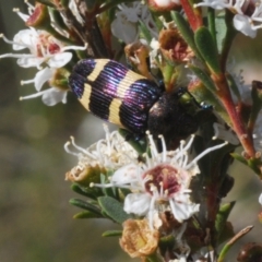 Castiarina vicina at Bywong, NSW - 16 Dec 2023