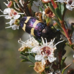 Castiarina vicina at Bywong, NSW - 16 Dec 2023 06:01 PM