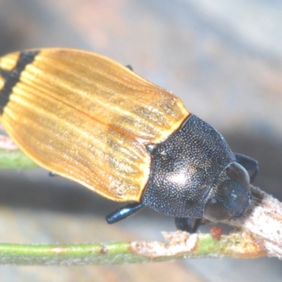 Castiarina balteata (A jewel beetle) at Bywong, NSW - 16 Dec 2023 by Harrisi