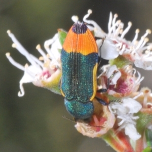 Castiarina kerremansi at Bywong, NSW - 16 Dec 2023