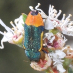 Castiarina kerremansi at Bywong, NSW - 16 Dec 2023