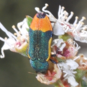 Castiarina kerremansi at Bywong, NSW - 16 Dec 2023 06:07 PM