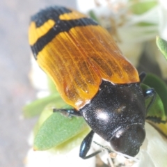 Castiarina andersoni (Anderson's jewel beetle) at Budgong, NSW - 16 Dec 2023 by Harrisi