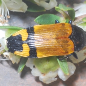 Castiarina andersoni at Bugong National Park - 16 Dec 2023