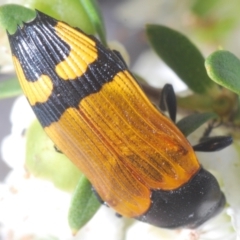 Castiarina andersoni at Bugong National Park - 16 Dec 2023