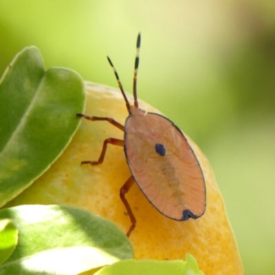 Musgraveia sulciventris (Bronze Orange Bug) at Braemar, NSW - 27 Nov 2023 by Curiosity