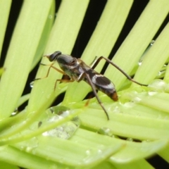 Unidentified Stiletto fly (Therevidae) at Wingecarribee Local Government Area - 28 Nov 2023 by Curiosity