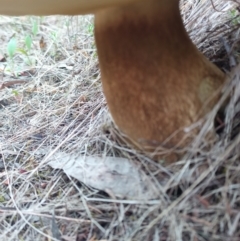 Tylopilus sp. (A Bolete) at ANBG South Annex - 17 Dec 2023 by PaulDoy