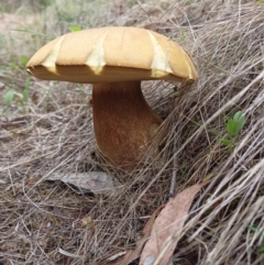 Tylopilus sp. at ANBG South Annex - 18 Dec 2023 07:18 AM