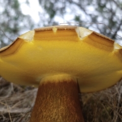 Tylopilus sp. at ANBG South Annex - 18 Dec 2023