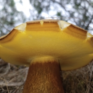 Tylopilus sp. at ANBG South Annex - 18 Dec 2023 07:18 AM