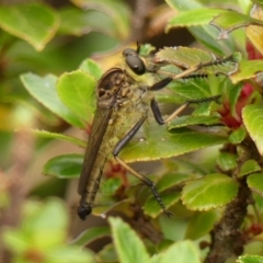 Unidentified Robber fly (Asilidae) at Braemar, NSW - 10 Dec 2023 by Curiosity