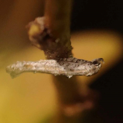 Epermenia exilis (Shark Moth (family Epermeniidae)) at Bruce, ACT - 22 Oct 2023 by ConBoekel