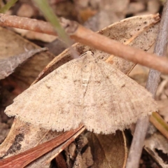 Taxeotis (genus) (Unidentified Taxeotis geometer moths) at Bruce Ridge - 23 Oct 2023 by ConBoekel