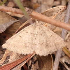 Taxeotis (genus) (Unidentified Taxeotis geometer moths) at Bruce Ridge to Gossan Hill - 22 Oct 2023 by ConBoekel