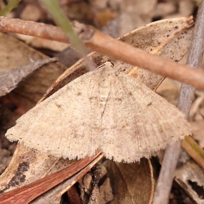 Taxeotis (genus) (Unidentified Taxeotis geometer moths) at Bruce, ACT - 22 Oct 2023 by ConBoekel