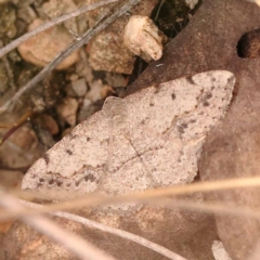 Taxeotis intextata (Looper Moth, Grey Taxeotis) at Bruce Ridge - 23 Oct 2023 by ConBoekel