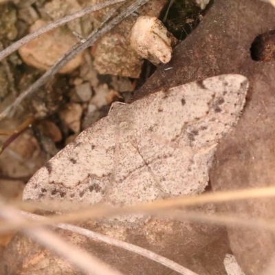 Taxeotis intextata (Looper Moth, Grey Taxeotis) at Bruce Ridge - 22 Oct 2023 by ConBoekel