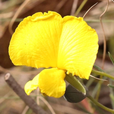 Gompholobium huegelii (Pale Wedge Pea) at Bruce Ridge - 22 Oct 2023 by ConBoekel