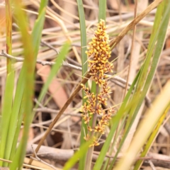 Lomandra longifolia (Spiny-headed Mat-rush, Honey Reed) at Bruce Ridge to Gossan Hill - 22 Oct 2023 by ConBoekel