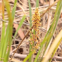 Lomandra longifolia (Spiny-headed Mat-rush, Honey Reed) at Bruce Ridge - 23 Oct 2023 by ConBoekel