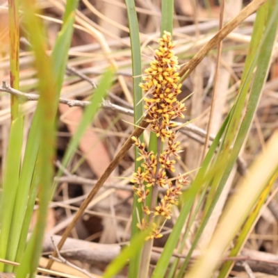 Lomandra longifolia (Spiny-headed Mat-rush, Honey Reed) at Bruce, ACT - 22 Oct 2023 by ConBoekel