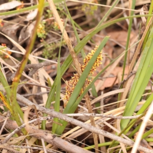 Lomandra longifolia at Bruce Ridge - 23 Oct 2023