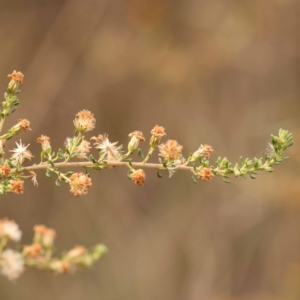 Olearia microphylla at Bruce Ridge to Gossan Hill - 23 Oct 2023 09:04 AM