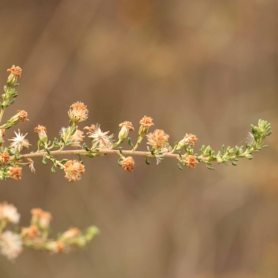 Olearia microphylla (Olearia) at Bruce, ACT - 22 Oct 2023 by ConBoekel