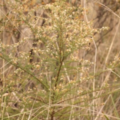 Olearia microphylla at Bruce Ridge to Gossan Hill - 23 Oct 2023