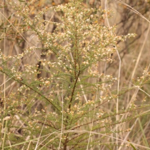 Olearia microphylla at Bruce Ridge to Gossan Hill - 23 Oct 2023 09:04 AM