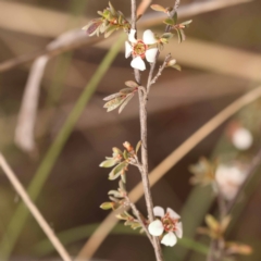 Gaudium multicaule (Teatree) at Bruce Ridge - 22 Oct 2023 by ConBoekel