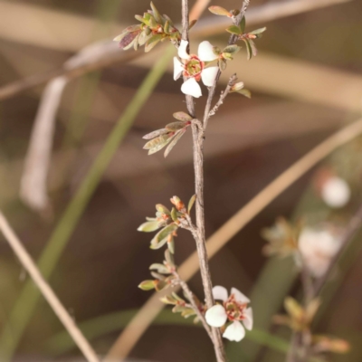 Gaudium multicaule (Teatree) at Bruce Ridge to Gossan Hill - 22 Oct 2023 by ConBoekel