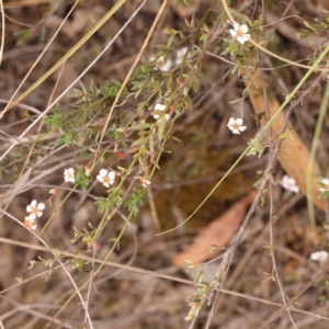 Gaudium multicaule at Bruce Ridge to Gossan Hill - 23 Oct 2023