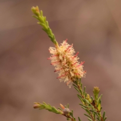 Melaleuca parvistaminea (Small-flowered Honey-myrtle) at Bruce, ACT - 22 Oct 2023 by ConBoekel