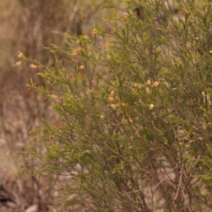 Melaleuca parvistaminea at Bruce Ridge - 23 Oct 2023